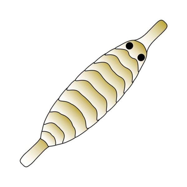 Pro Sportfisher Pro Gammarus Shell Back