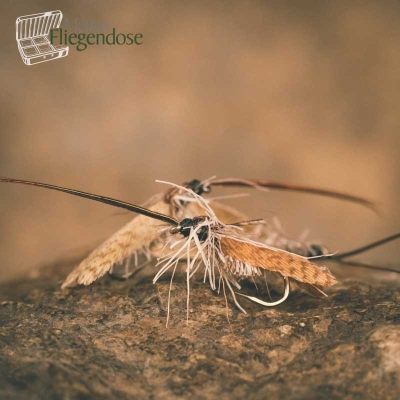 Deer Hair Caddis Cream