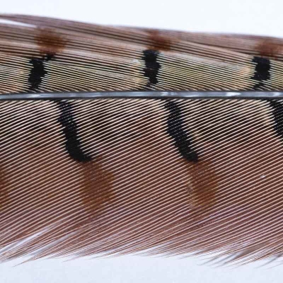 Veniard Fasan Stoßfeder (Pheasant Tail)