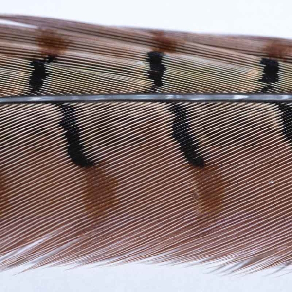 Veniard Fasan Stoßfeder (Pheasant Tail) Natur