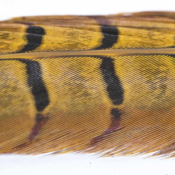 Veniard Fasan Stoßfeder (Pheasant Tail) Yellow