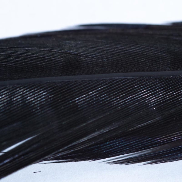 Veniard Fasan Stoßfeder (Pheasant Tail) Black