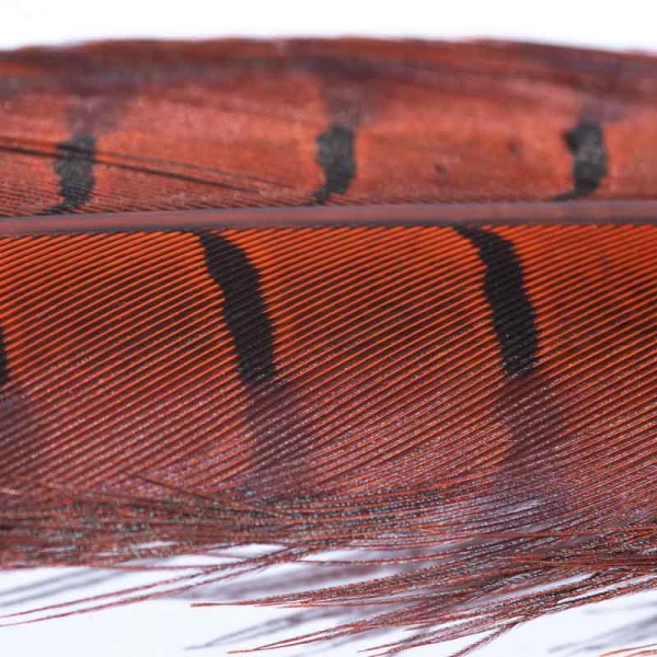 Veniard Fasan Stoßfeder (Pheasant Tail) Orange