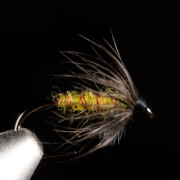 Olive Spider