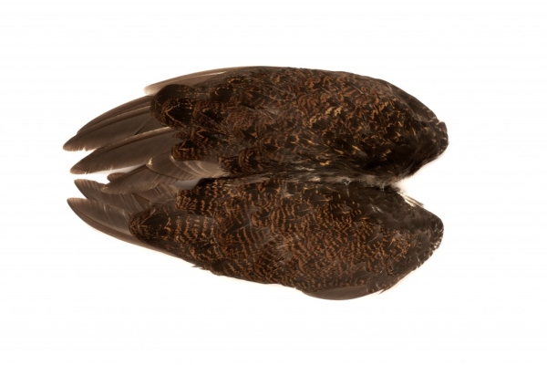 Veniard Grouse Wings (Moorhuhn Flügelpaar)