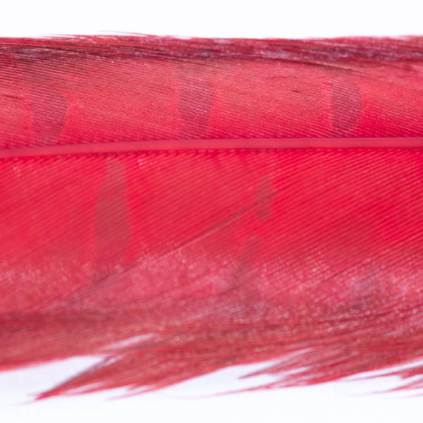 Veniard Fasan Stoßfeder (Pheasant Tail) Gebleicht Rot Gefärbt