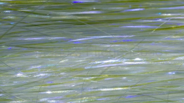 Predator Flash Mother Of Pearl (MOP)