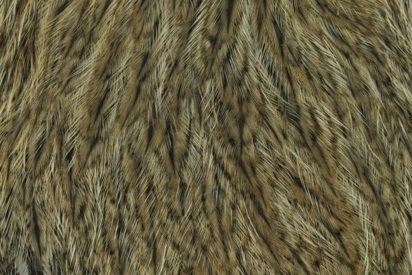 Whiting Coq de Leon Hen Cape Brown Speckled