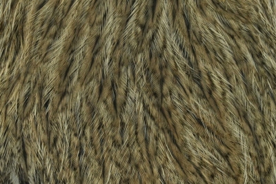 Whiting Coq de Leon Hen Cape Brown Speckled