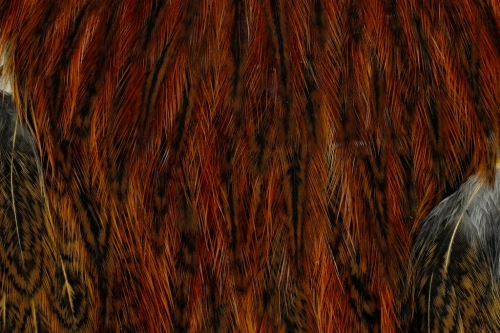 Speckled Ginger