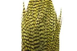 Grizzly Olive
