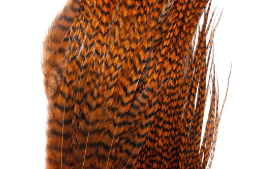 Grizzly Brown