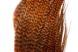 Grizzly Brown