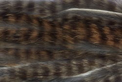 Grizzly Black Barred