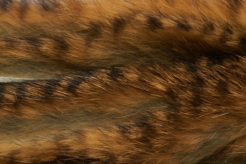 Gold Grizzly Black Barred