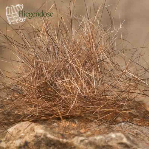 Natural Brown Pardo