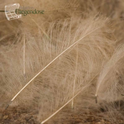 Pale Pardo